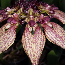 bulbophyllum-rothschildianum