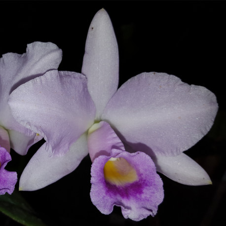 cattleya-schroederae-x-alaorii