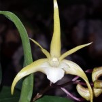 dendrobium-aberrans-x-tetragonum-gigantea