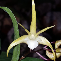 dendrobium-aberrans-x-tetragonum-gigantea