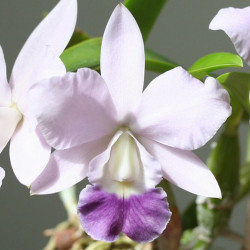 laeliocattleya-aloha-case-coerulea