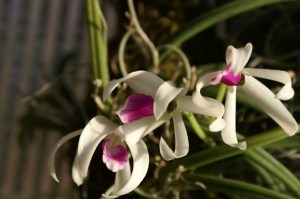 KONICA MINOLTA DIGITAL CAMERA