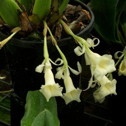 trichopilia-turialbae