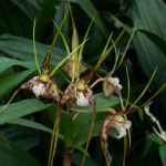 dendrobium-tetragonum-gigantea