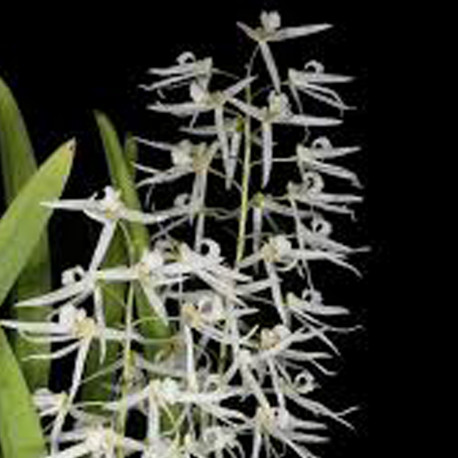 dendrobium-wassellii