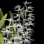 dendrobium-wassellii