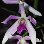 leptotes-bicolor-x-poklitinocoi