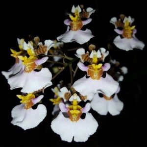oncidium-variegatum