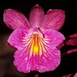 tetratonia-dark-prince