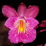 tetratonia-dark-prince