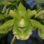 clowesetum-black-jade