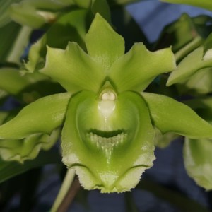 clowesetum-black-jade