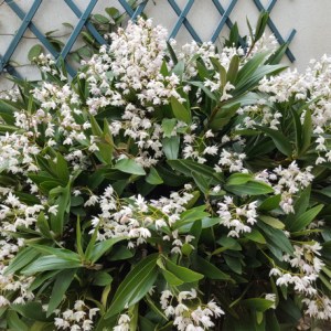 dendrobium-delicatum