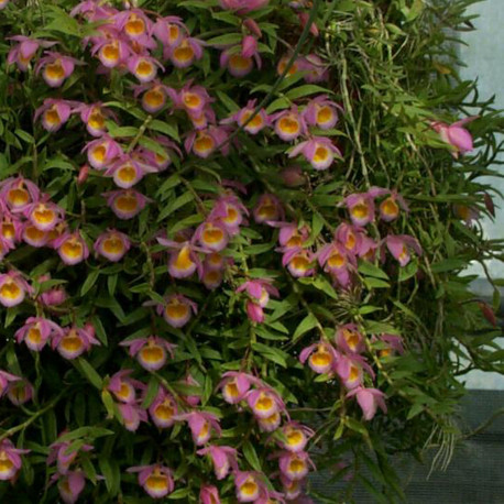 dendrobium-loddigesii