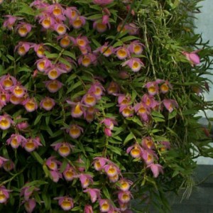 dendrobium-loddigesii
