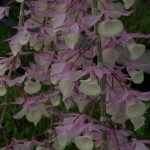 dendrobium-pierardii