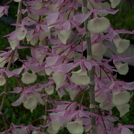 dendrobium-pierardii