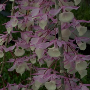 dendrobium-pierardii