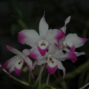 dendrobium-sp-thailand