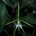 epidendrum-nocturnum