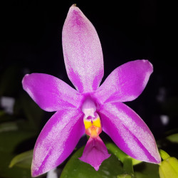 phalaenopsis-violacea-x-pulchra