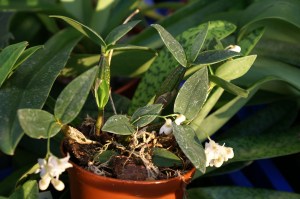 KONICA MINOLTA DIGITAL CAMERA