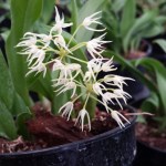 bulbophyllum-laxiflorum