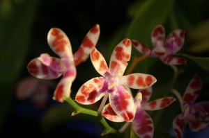 KONICA MINOLTA DIGITAL CAMERA