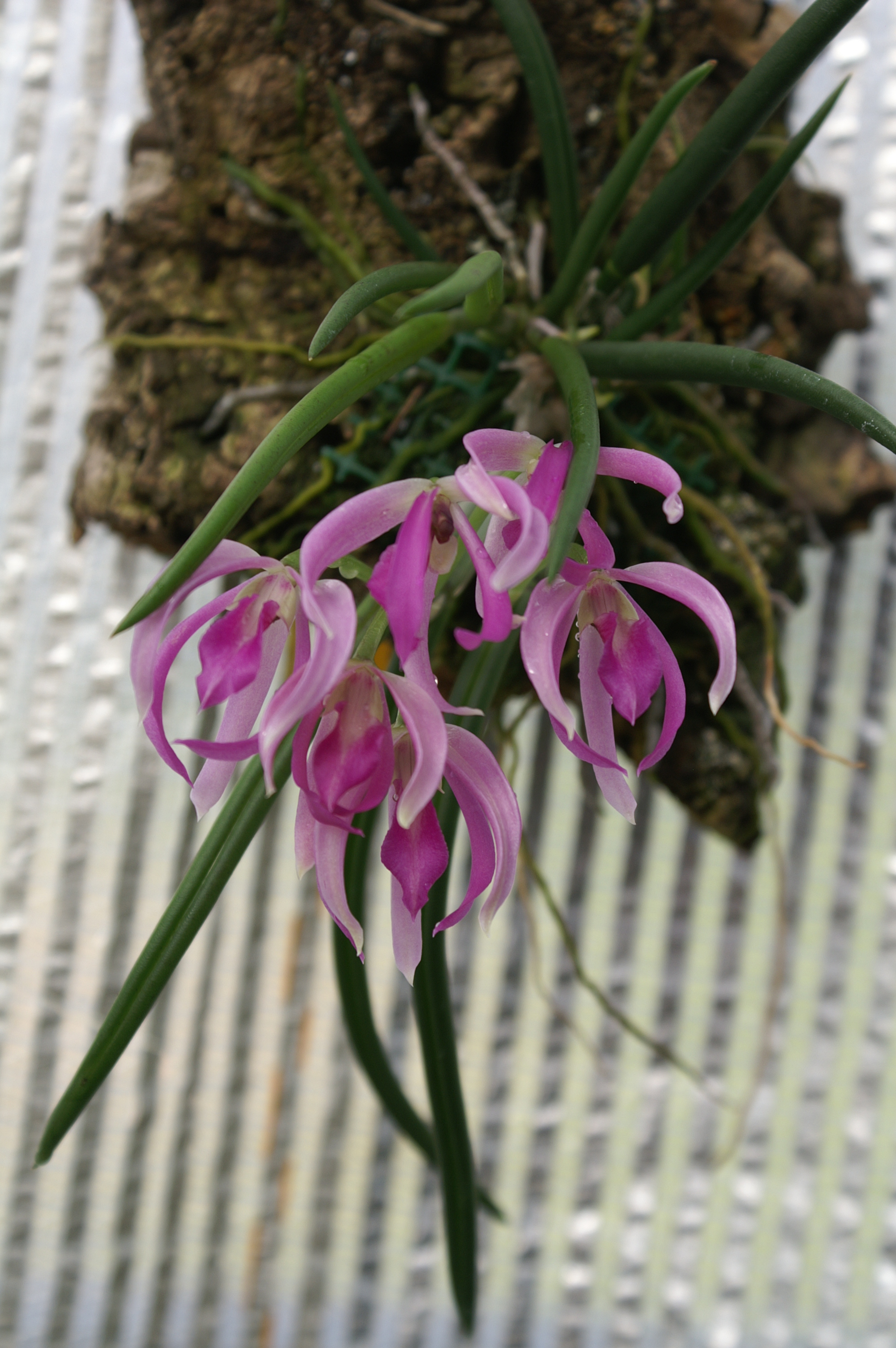 KONICA MINOLTA DIGITAL CAMERA