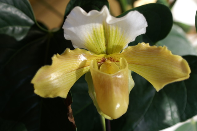 KONICA MINOLTA DIGITAL CAMERA