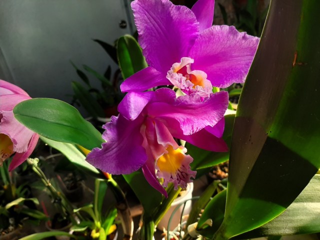 Resized_20200403_165529