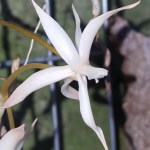 aerangis-arachnopus-x-jachsonii