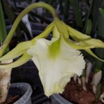 brassavola-jiminey-cricket-surprise-beauty
