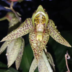 catasetum-charleswhortii-x-ornithoides