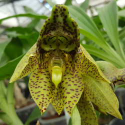 catasetum-sanguineum-x-duplicatissimum