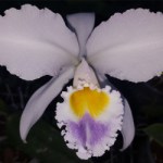 cattleya-gaskelliana-x-coerulea