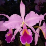 cattleya-jenmanii