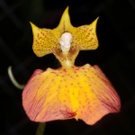 comparettia-macroplectron-x-speciosa