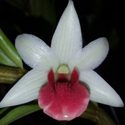 dendrobium-frosty-dawn