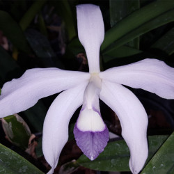 laelia-perrinii-coerulea