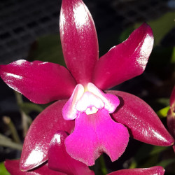 laeliocattleya-sagarik-wax-african-beauty