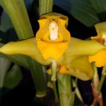 lycaste-consobrina