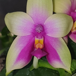 phalaenopsis-bellina-green