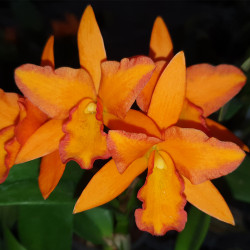 rhyncattleyanthe-fuch-orange-nuggets-golden-orange