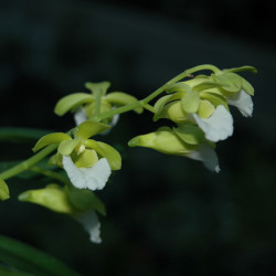 christensonia-vietnamica