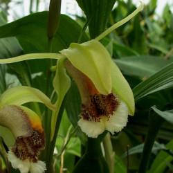 coelogyne-speciosa