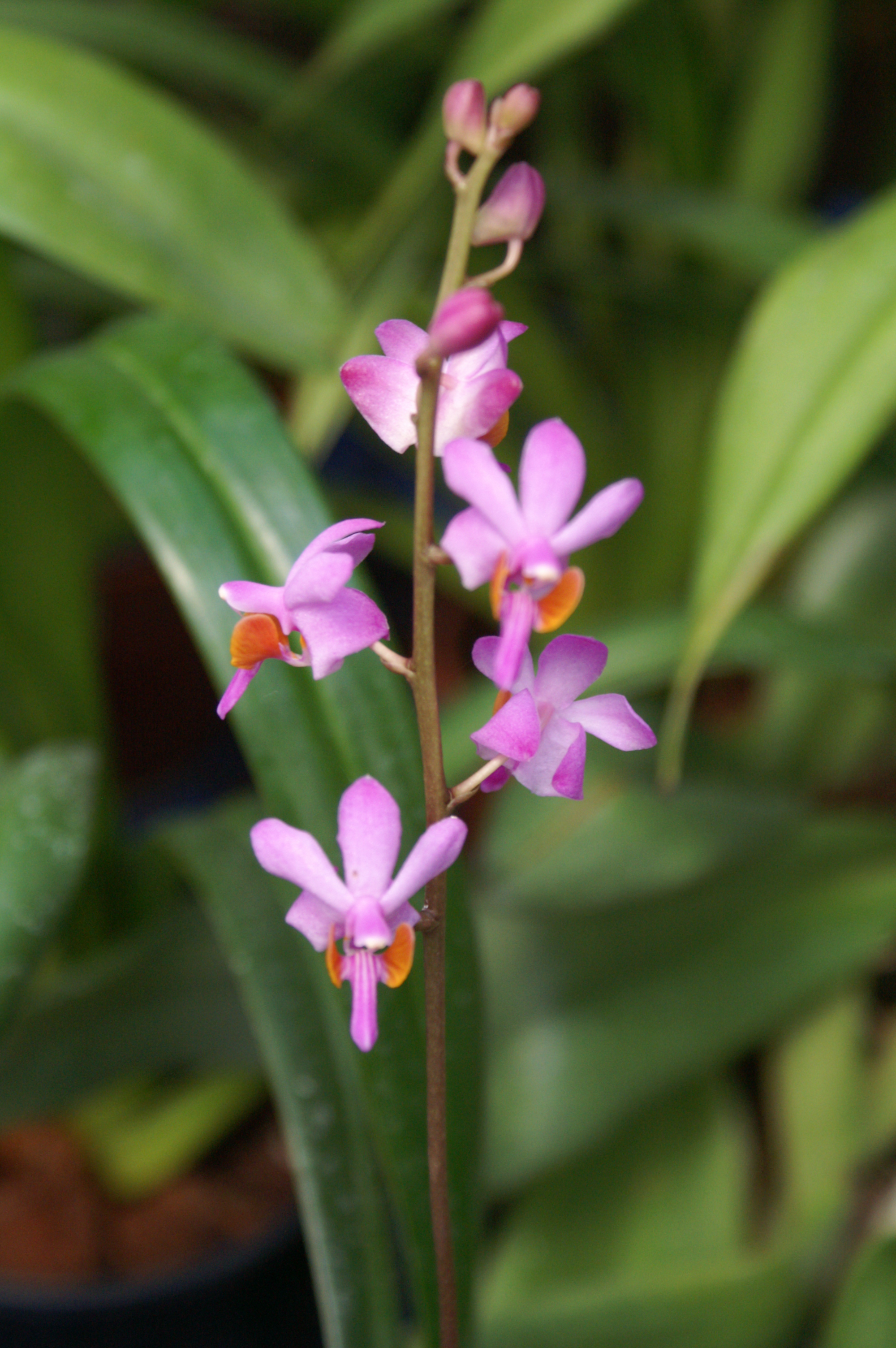 KONICA MINOLTA DIGITAL CAMERA