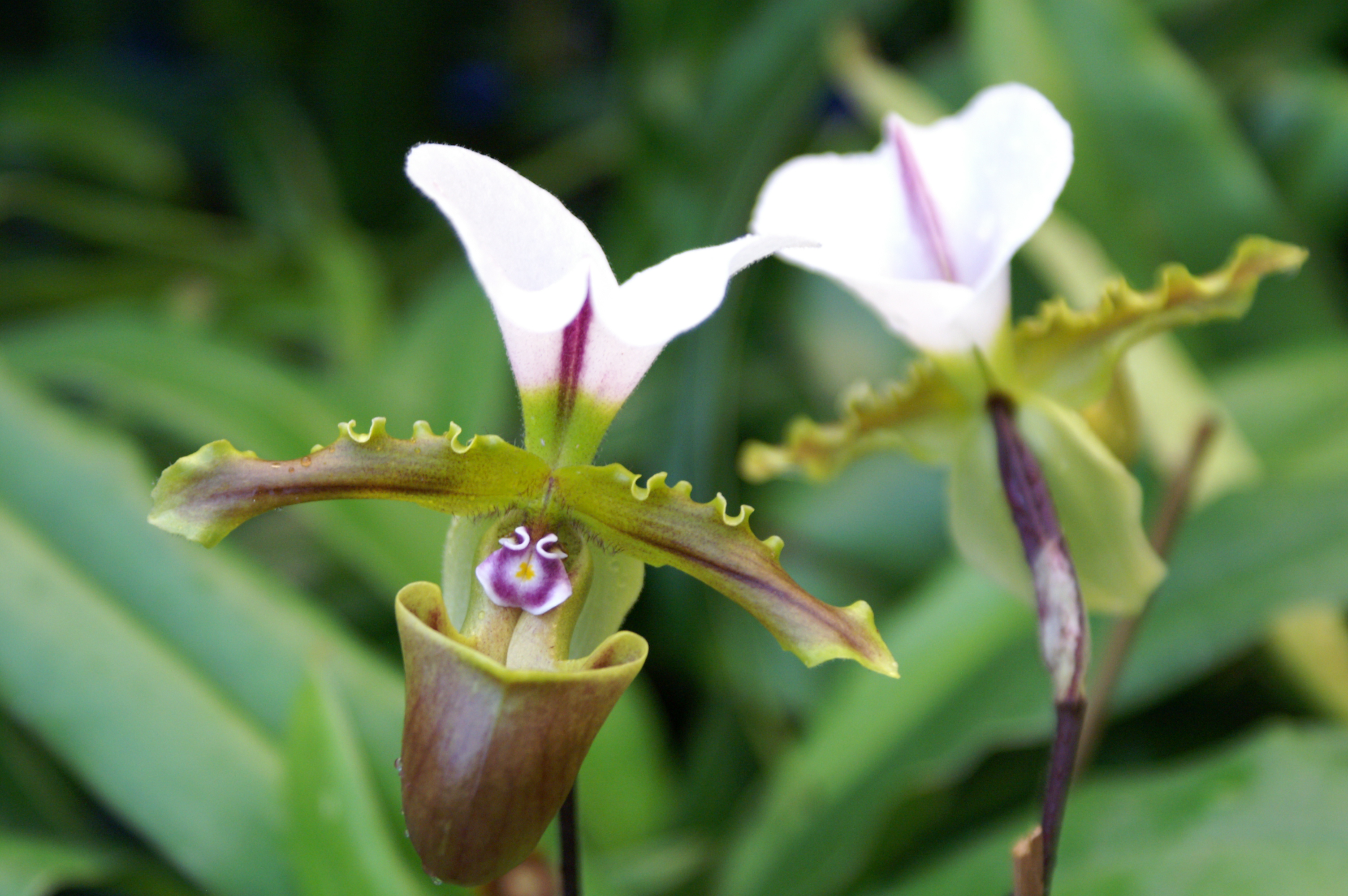 KONICA MINOLTA DIGITAL CAMERA