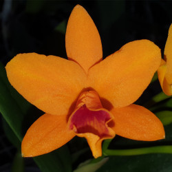 rhyncattleyanthe-shifong-little-sun