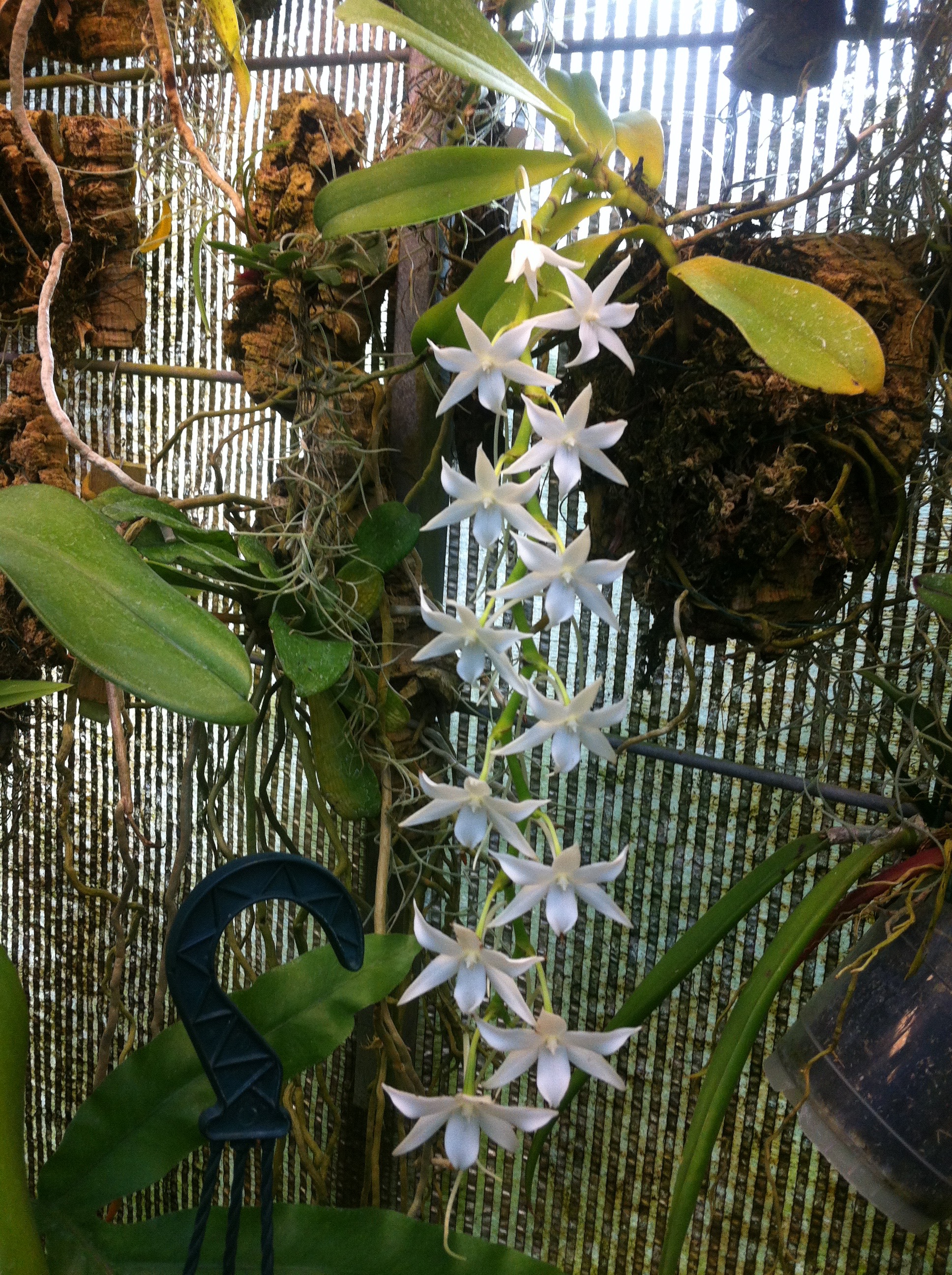Aerangis